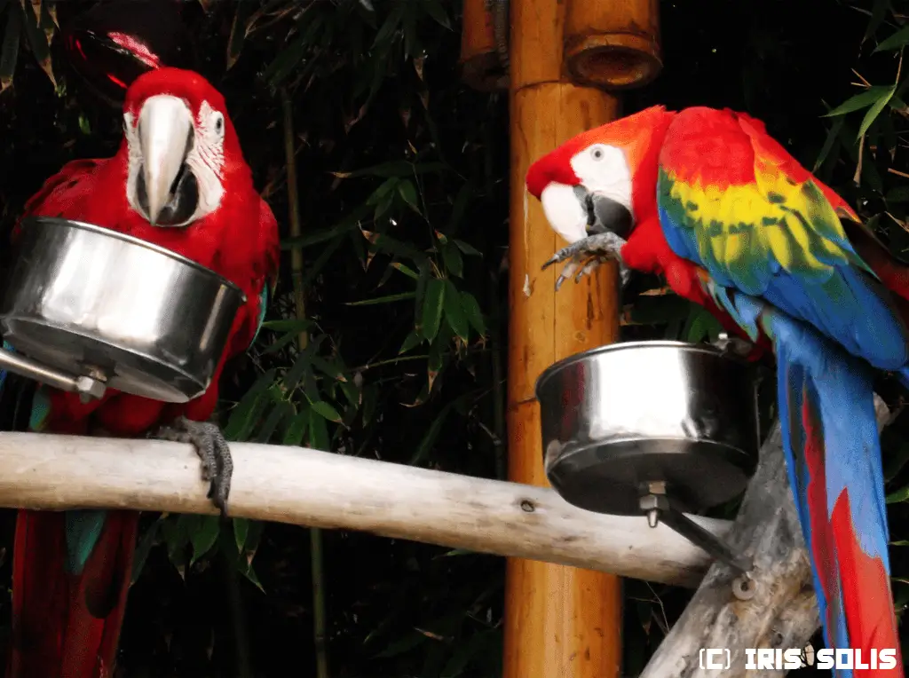 2d guacamayo bandera